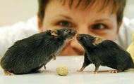 Scientists have determined how to prolong life and lose weight