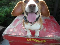 In England, dog collars with an electric shock will be banned