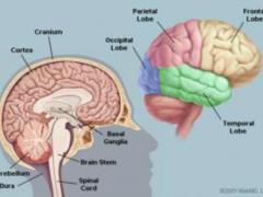 New features of the brain work associated with the learning process are found out