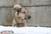 В Нижнем Тагиле на молодую маму с ребенком напала стая собак