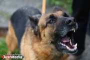 To investigate the attack of a flock of dogs on my mother with a child,