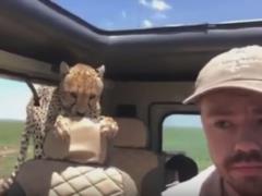  Десять хвилин жаху . Дикий гепард в Африці забрався в джип з туристами