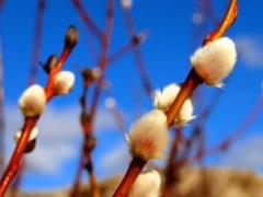 Palm Sunday-2018: short congratulations on the holiday