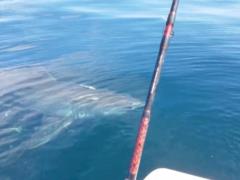Video fact: a white shark spoiled fishing for two friends