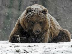В Харьковском зоопарке проснулись медведи