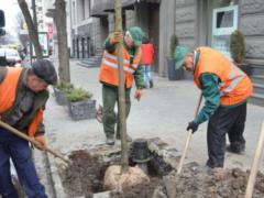 В Харькове началась весенняя высадка деревьев