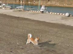 Пес испортил панораму Google Maps и прославился на весь мир