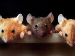 Specialists transplanted the cells of the human brain to mice