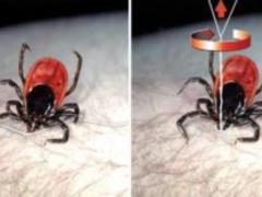 The tick was bitten: than it is dangerous and how to pull out a parasite