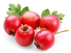 Hawthorn: useful properties and contraindications