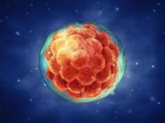Embryo without sperm and ovum