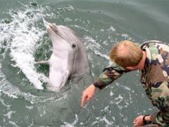 Ukrainian dolphins did not want to obey the Russian military, refused to eat and died