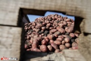 MTS helped preserve the harvest of vegetables in the Urals until spring