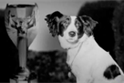 Футбольні мундіалі: від великого до смішного. Part VIII. The dog, a joky vryatuvav cup svіtu
