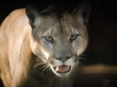 A wild cat killed a bicyclist