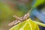 На Ставропіллі лютує марокканська сарана