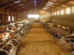 Living next to farms is good for health
