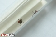 Sverdlovsk region entered the top regions in the activity of mites