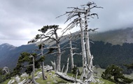 In Italy, the oldest tree in Europe