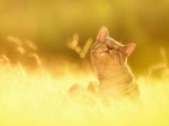 Sunlight helps the brain absorb new information