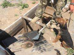The dog of the border guards found a cache with  grass 