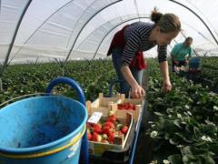 Украинцы в Польше. Исследование показало хорошие тенденции
