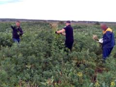 В Харькове выявили 1,5 тыс. кустов конопли