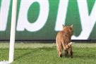 UEFA fined Besiktas for cat running out on the field
