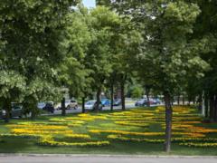 Flower vandalism in Kharkov:  I just want to cry 