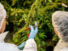 The Portuguese Parliament approved the bill on legalizing medical cannabis