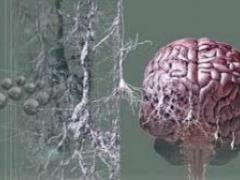 A mechanism is found that will stop the destruction of brain cells
