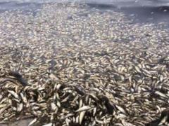 Ecologists report mass death of herring off the coast of Sakhalin