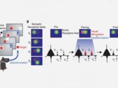 Scientists have found a way to reprogram the brain