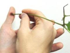 Safe Ways to Treat Warts