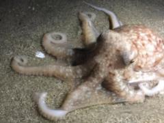 В Японии съели осьминога, который угадал все матчи сборной на ЧМ-2018