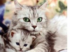 What diseases do cats bring?