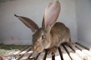 On a journey without a host: pets were allowed to ride on trains alone