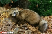 Wild animals bitten almost a hundred Sverdlov residents