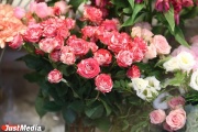 In the  Koltsovo  found 420 infected slices of flowers. These roses and chrysanthemums are no more
