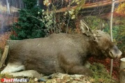 In Berezovsky, a poacher was convicted, who shot a man, taking him drunk for elk