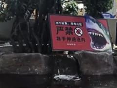 В Китае акула напала на девочку