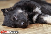 In Yekaterinburg, the dog attacked not only the old woman, but also the passerby who tried to protect the woman