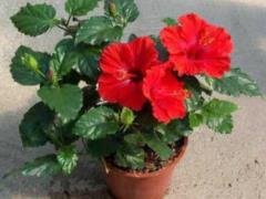 Flowers that can not be kept at home