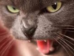 In Kharkov, a quarantine was introduced because of a rabid cat
