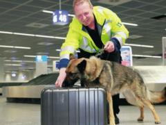 For passengers: Frankfurt airport checks luggage on bedbugs