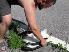 Four dead stork were found on the road near Kharkov