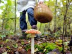 Five people were poisoned by mushrooms in the forest near Kharkov