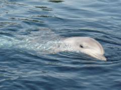 On the Crimean beach found dozens of dead sturgeon and dolphins