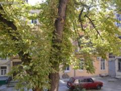 Найстаріший каштан Одеси хочуть спиляти