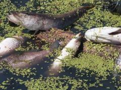 Association of Ukrainian fishermen is shocked by the mass destruction of fish